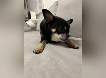 Pascha-Kleiner Pascha sucht großes Herz!