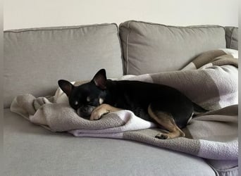 Pascha-Kleiner Pascha sucht großes Herz!