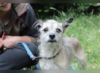 Pauli, Chihuahua-Terrier-Mix- Rüde, geb. 2016, sucht ruhiges, verständnisvolles Zuhause
