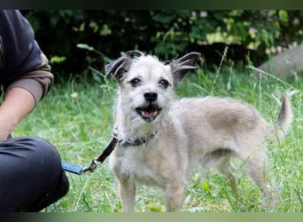 Pauli, Chihuahua-Terrier-Mix- Rüde, geb. 2016, sucht ruhiges, verständnisvolles Zuhause