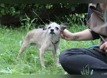 Pauli, Chihuahua-Terrier-Mix- Rüde, geb. 2016, sucht ruhiges, verständnisvolles Zuhause