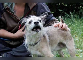 Pauli, Chihuahua-Terrier-Mix- Rüde, geb. 2016, sucht ruhiges, verständnisvolles Zuhause