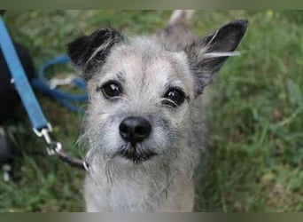 Pauli, Chihuahua-Terrier-Mix- Rüde, geb. 2016, sucht ruhiges, verständnisvolles Zuhause