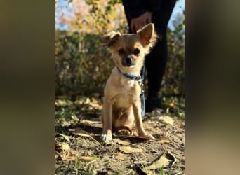 Kendrix KK - Kleiner Rüde sucht großes Glück