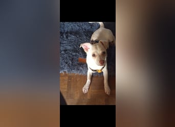 Brutus 9 Monate, Chihuahua Mix