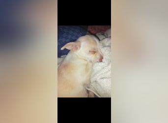 Brutus 9 Monate, Chihuahua Mix