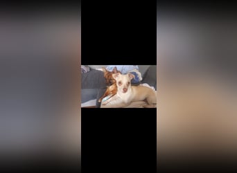 Brutus 9 Monate, Chihuahua Mix