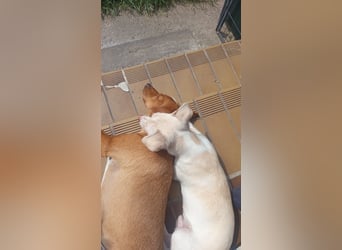 Brutus 9 Monate, Chihuahua Mix