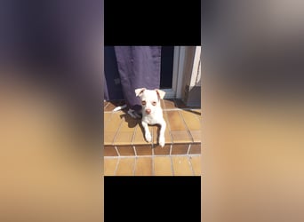 Brutus 9 Monate, Chihuahua Mix