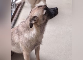 Mochi wurde ausgesetzt