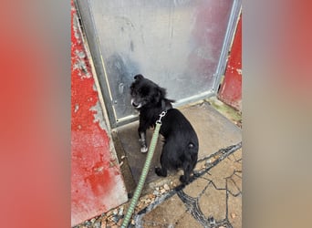 Mimmo: kleiner Zwerg sucht Kuschelplatz