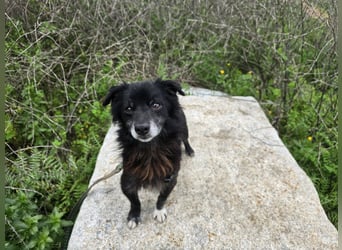 Mimmo: kleiner Zwerg sucht Kuschelplatz