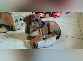 Kleiner Chihuahua Chili