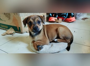 Kleiner Chihuahua Chili