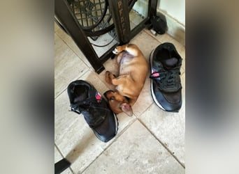 Kleiner Chihuahua Chili