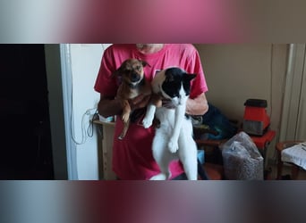 Kleiner Chihuahua Chili