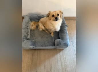 Sonnenschein Kira sucht perfektes Zuhause