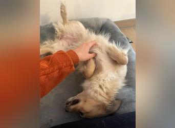 Sonnenschein Kira sucht perfektes Zuhause