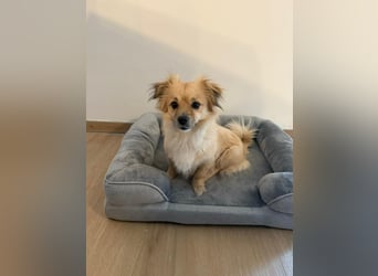 Sonnenschein Kira sucht perfektes Zuhause