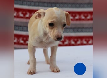 Welpe MAX - der kleine Chihuahua-Mann freut sich auf tolle Abenteuer mit seiner Familie