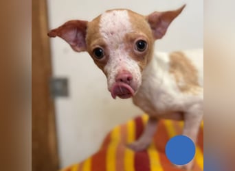 Welpe REX - ich bin sooooo gespannt, was mich in meinem neuen Leben Tolles erwartet!