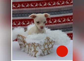 Welpe JOYCE - die kleine Maus freut sich auf ein tolles Leben bei ihrer Familie!