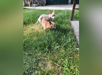 ROCKY und RONY - die beiden kleinen Mäuse suchen gemeinsam ein liebevolles Für-Immer Zuhause