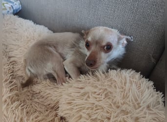 ROCKY und RONY - die beiden kleinen Mäuse suchen gemeinsam ein liebevolles Für-Immer Zuhause