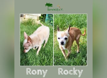ROCKY und RONY - die beiden kleinen Mäuse suchen gemeinsam ein liebevolles Für-Immer Zuhause