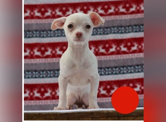 Welpe JOYCE - die kleine Maus freut sich auf ein tolles Leben bei ihrer Familie!