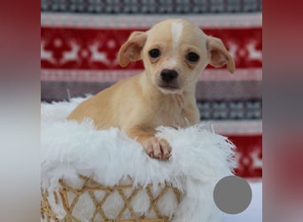 Welpe NUGGET - ich bin gespannt, was das Leben Tolles für mich bereithält!