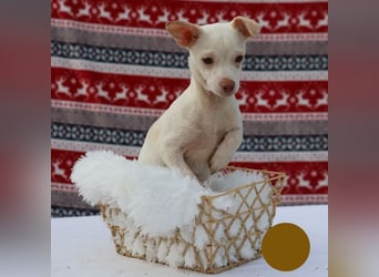 LOUI - wer schenkt dem zurückhaltenden kleinen Mann ein liebevolles, artgerechtes Zuhause?