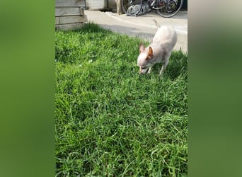 ROCKY und RONY - die beiden kleinen Mäuse suchen gemeinsam ein liebevolles Für-Immer Zuhause