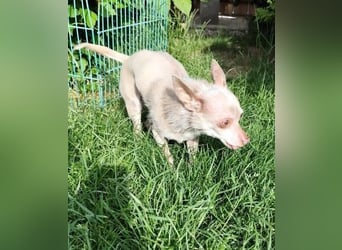 ROCKY und RONY - die beiden kleinen Mäuse suchen gemeinsam ein liebevolles Für-Immer Zuhause