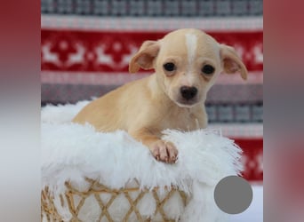 Welpe NUGGET - ich bin gespannt, was das Leben Tolles für mich bereithält!