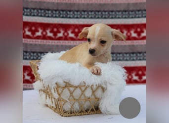 Welpe NUGGET - ich bin gespannt, was das Leben Tolles für mich bereithält!