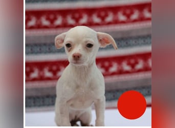 Welpe JOYCE - die kleine Maus freut sich auf ein tolles Leben bei ihrer Familie!