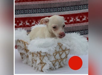 Welpe JOYCE - die kleine Maus freut sich auf ein tolles Leben bei ihrer Familie!