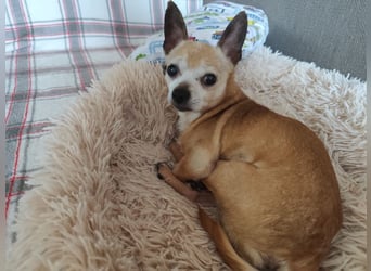 ROCKY und RONY - die beiden kleinen Mäuse suchen gemeinsam ein liebevolles Für-Immer Zuhause