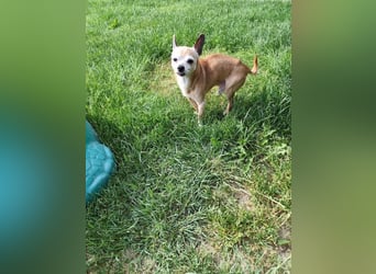 ROCKY und RONY - die beiden kleinen Mäuse suchen gemeinsam ein liebevolles Für-Immer Zuhause