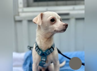 Welpe SMOOTHIE - ich bin soooo gespannt was mich in meinem neuen Leben alles erwartet...