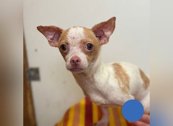 Welpe REX - ich bin sooooo gespannt, was mich in meinem neuen Leben Tolles erwartet!