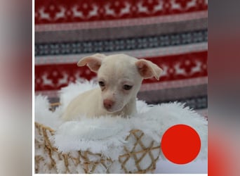 Welpe JOYCE - die kleine Maus freut sich auf ein tolles Leben bei ihrer Familie!