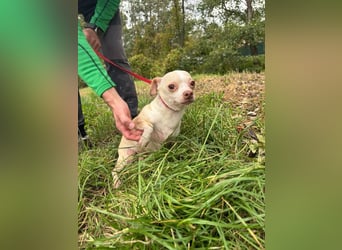 PIXIE -  ich bin gespannt was das Leben Tolles für mich bereithält...