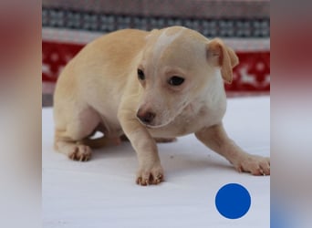 Welpe MAX - der kleine Chihuahua-Mann freut sich auf tolle Abenteuer mit seiner Familie