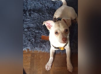 BRUTUS - der kleine Herzensbrecher sucht ein ruhiges Für-immer Zuhause!