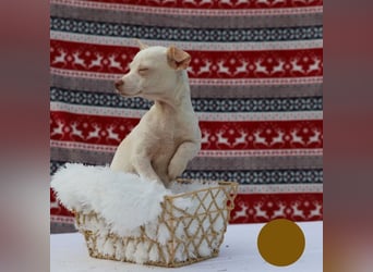 LOUI - wer schenkt dem zurückhaltenden kleinen Mann ein liebevolles, artgerechtes Zuhause?