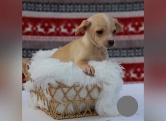 Welpe NUGGET - ich bin gespannt, was das Leben Tolles für mich bereithält!