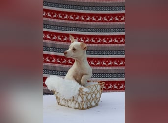 LOUI - wer schenkt dem zurückhaltenden kleinen Mann ein liebevolles, artgerechtes Zuhause?