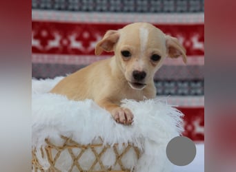 Welpe NUGGET - ich bin gespannt, was das Leben Tolles für mich bereithält!